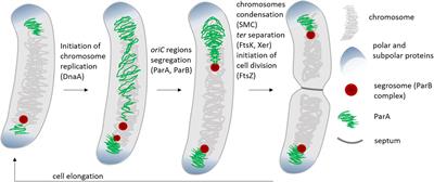 Chromosome Segregation Proteins as Coordinators of Cell Cycle in Response to Environmental Conditions